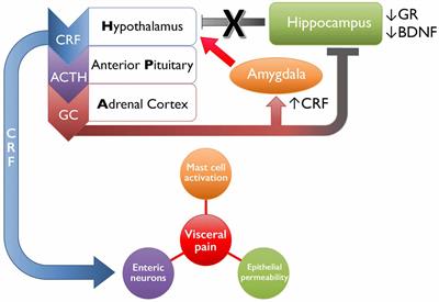 The Influence of Early Life Experience on Visceral Pain